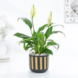 Classic Black And Gold Striped Planter With Peace Lily-image-7