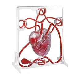 WKM Red and White PVC Pumping Heart Model for Educational Purpose KT120T-picture-43