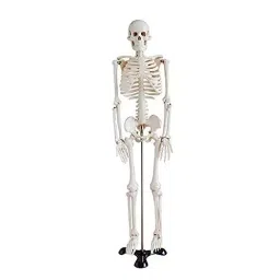 WKM 85 cm Tall White PVC Human Skeleton Model with Stand KT179CB-picture-48