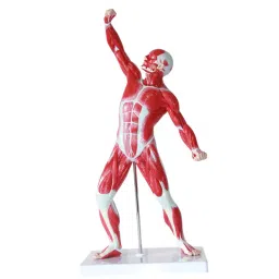 A-ONE SCIENCE Multicolor PVC Mini Whole Body Muscled Man Model AOSBM61-image-38