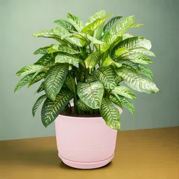 Kuber Industries Pink 3 Pieces Planters With Plates image 2