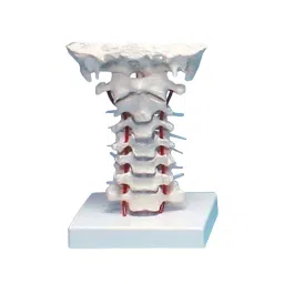 AS ONE Cervical Spine Model 180×160×125 mm PVC Vinyl Chloride Resin, 8-8420-01-picture-19