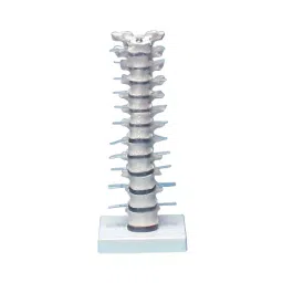 AS ONE Thoracic Spine Model 385×150×130 mm PVC Vinyl Chloride Resin, 8-8421-01-picture-15