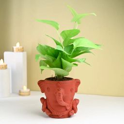 Money Plant In Terracotta Ganesha Planter-image-90