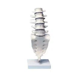 AS ONE Lumbar Model 390×120×120 mm PVC Vinyl Chloride Resin, 8-8418-01-picture-11