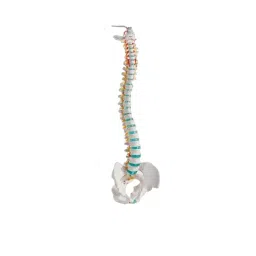 AS ONE Movable Spine Model 750 mm PVC Vinyl Chloride Resin, 8-8419-01-image-61