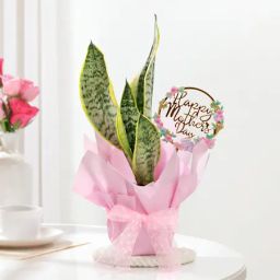 Elegant Mother's Day Snake Plant Gift-image-5
