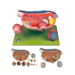 A-ONE SCIENCE Multicolor PVC Ovary Model AOSBM181-image-62