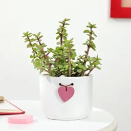 Valentine's Day Jade Plant With Heart Planter-image-54