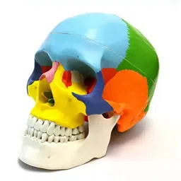 Khanna Traders 35x25x10 cm PVC Coloured Skull Model-picture-46