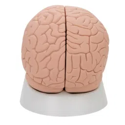 A-ONE SCIENCE Multicolor PVC Brain Model AOSBM85-image-51