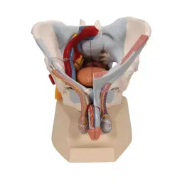 A-ONE SCIENCE Life Size PVC Adult Male Pelvis With Genital and Vascular Nerve Model AOSBM22-picture-38