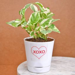 Xoxo Pothos Plant-image-16