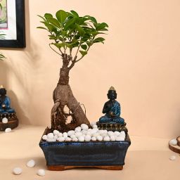 Ficus Bonsai Plant With Buddha Showpiece-image-5