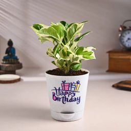 White Pothos In Happy Birthday Pot-image-24