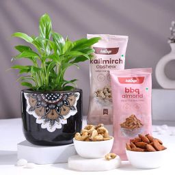 Peace Lily In Black Mandala Pot With Nutty Treats-image-62