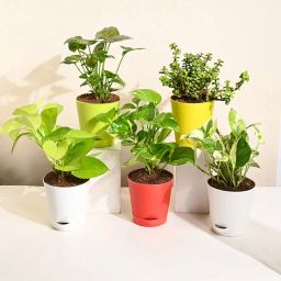 Syngonium, Jade, Pothos, And Money Plant Set-13