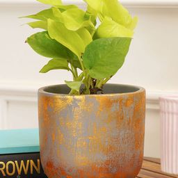 Purezento Century Gold Terracotta Planter- Grey-19