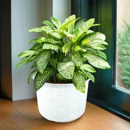 Kuber Industries White Planter With Plates-20