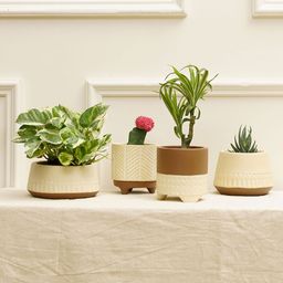 Purezento Gardenia Handcrafted Terracotta Set of 4 - Multicolour-1