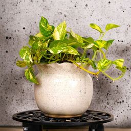 ecofynd Round Metal Plant Stand-image-77