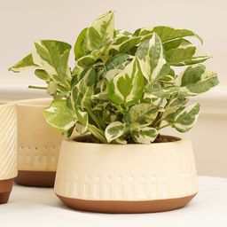 Purezento Gardenia Terracotta Planter  Model A- Cream-16
