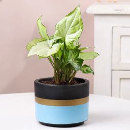 Serene Syngonium In Dual Tone Pot-image-2