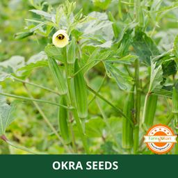 Farmgo ~ 100 Gram - OKRA (BHINDI) PLANTING SEEDS | Perfect for Home Gardening, Open Farming and Poly House Farming image 3