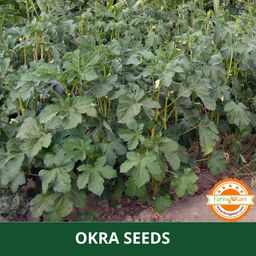 Farmgo ~ 100 Gram - OKRA (BHINDI) PLANTING SEEDS | Perfect for Home Gardening, Open Farming and Poly House Farming image 5