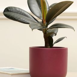 Purezento Jeanie Terracotta Planter-Maroon-11