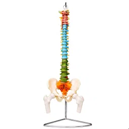 A-ONE SCIENCE Life Size Multicolor PVC Life Size Spine AOSBM25-picture-42