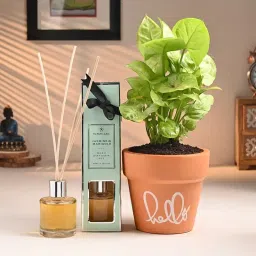 Syngonium Plant With Diffuser Set-6