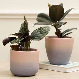 Purezento Smoky Combo Terracotta Planter Pack Of 2 - Light Purple-image-20