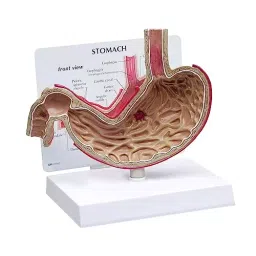 A-ONE SCIENCE Multicolor PVC Stomach Model AOSBM72-picture-36