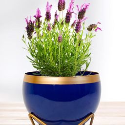 Nymph Blue Flower Planters With Stand-image-90