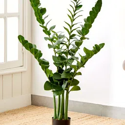 Home Centre Gardenia Green Zamioculcas Tree in Polypropylene Pot-47