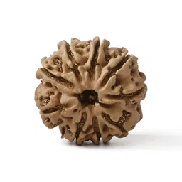 Gemsmantra Brown Wooden 9 Mukhi Rudraksha Nepali Without Pendant-picture-5