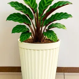 Plastic Planter Pot for Indoor Outdoor Plants 14 Inch Flower Pot (Pack of 1)-32