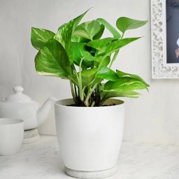 Growing Money Plant-image-47