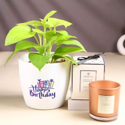Money Plant In Birthday Pot With Scented Candle-image-62