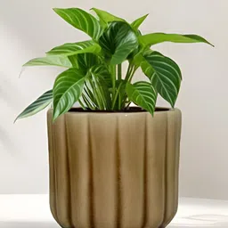 LASAKI Flona Brown Ceramic Planters-image-64