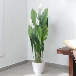 fourwalls Plastic Green Spathe Artifical Without Pot Artificial Plants-picture-19