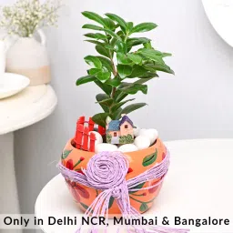 Floral Pot N Ficus Compacta Plant Combo-image-61