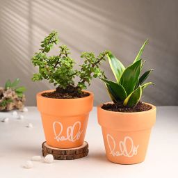 Jade N Milt Plant In Minimalist Terracotta Pots-10