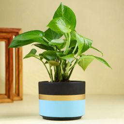Money Plant In Blue Mist Terracotta Pot-image-33
