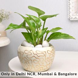 Money Plant In White Golden Pot-image-24