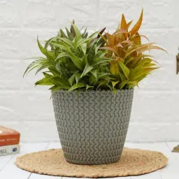 gold dust Grey Plastic Desk Pot-picture-40