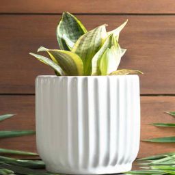 harla arts Pheonix (Small) White Porcelain Floor Planters-picture-46