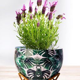 Nymph White & Green 2 Pieces Printed Planters With Stand-picture-18