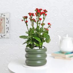 Kalanchoe Plant With Ceramic Green Planter-image-5